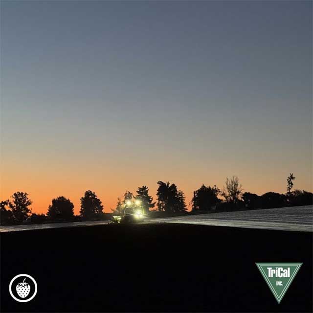 Foundation of a Successful Strawberry Crop in Santa Maria, CA.