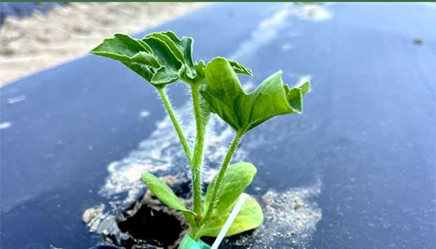 Tri-Hishtil | Watermelons