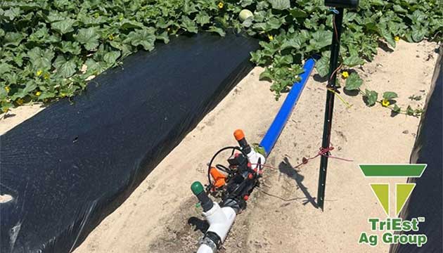 Drip Irrigation under Plasticulture