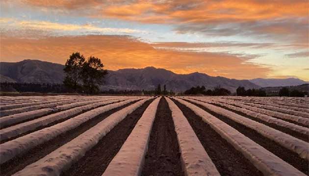 Strawberries | New Zealand