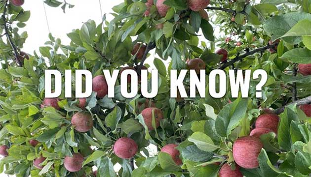 Apples | Australia
