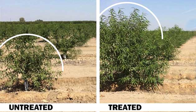 Prunus Crops | California