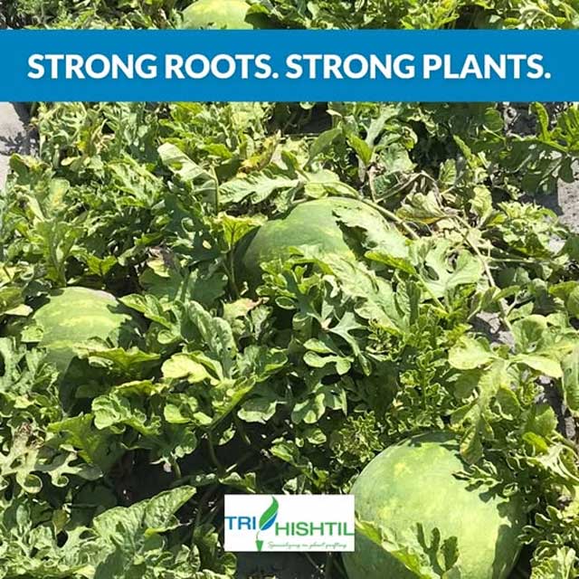 Tri-Hishtil Grafted Watermelons