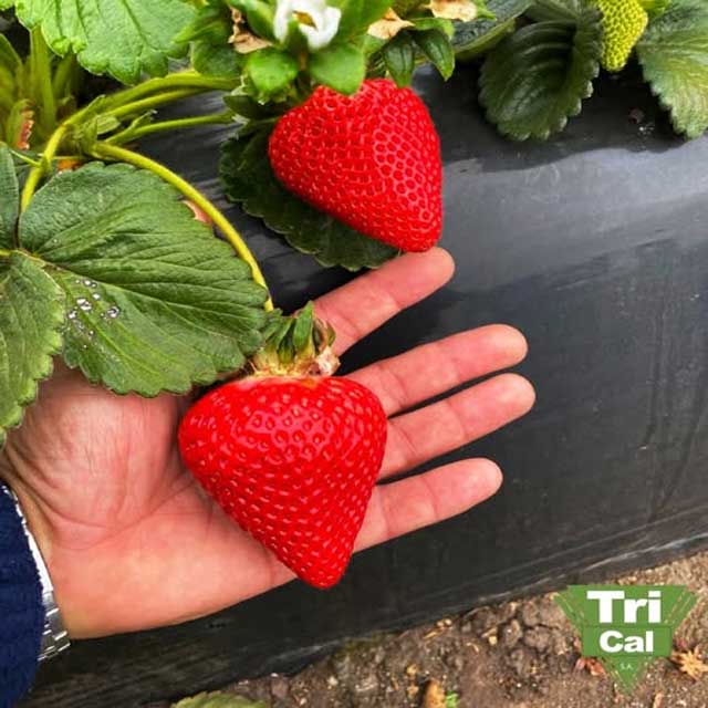 Strawberries | Mexico