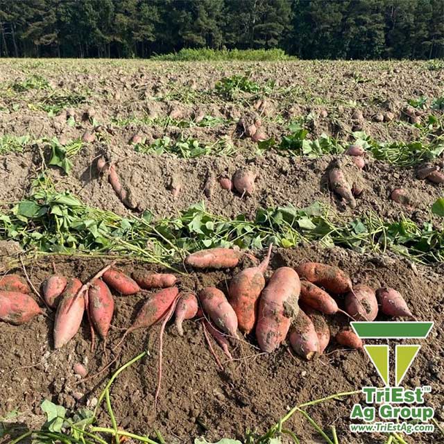 Sweetpotatoes | TriEst Ag Group