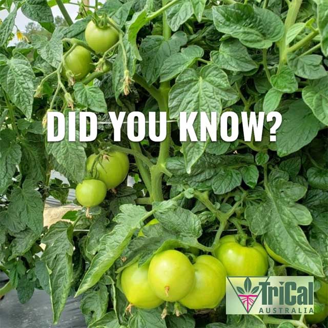  Bush Tomatoes | Australia