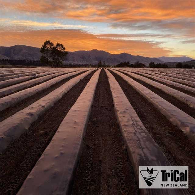 Strawberries | New Zealand,