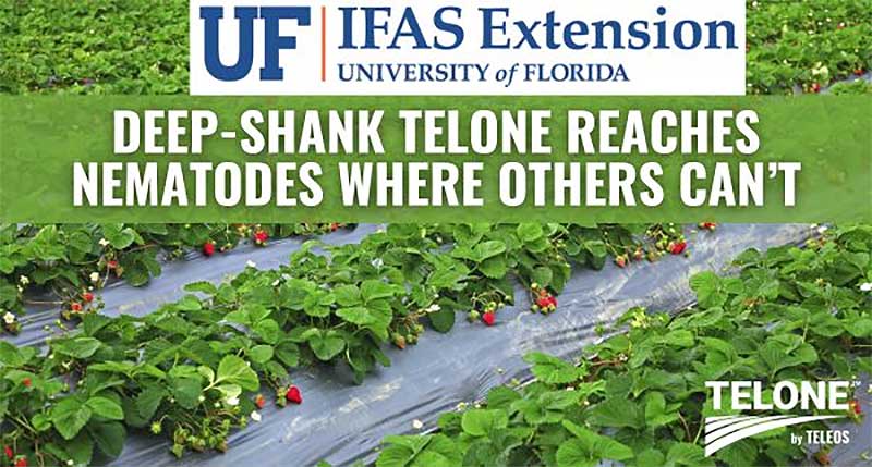 Florida | Strawberries