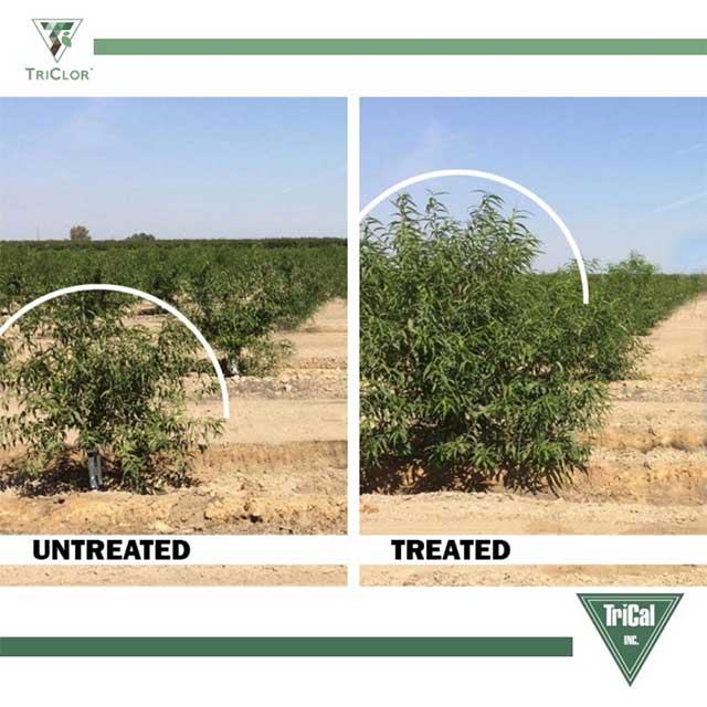 Prunus Crops | California