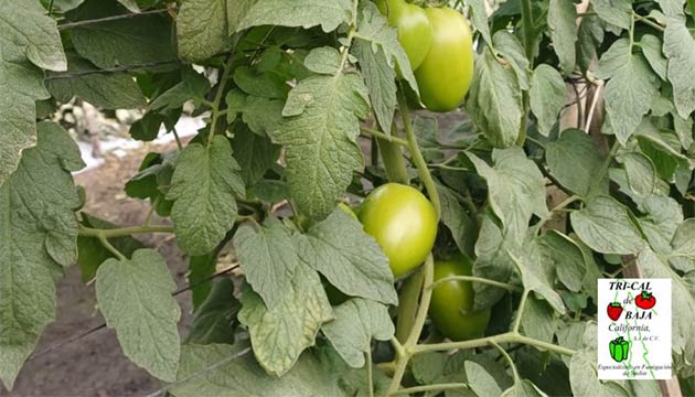 Tomatoes | Mexico
