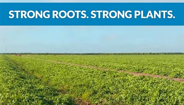 Tri-Hishtil Grafted Watermelon Plants