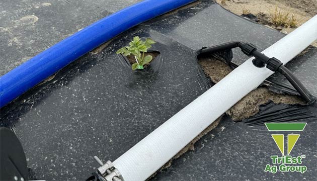 Watermelon | Irrigation Systems