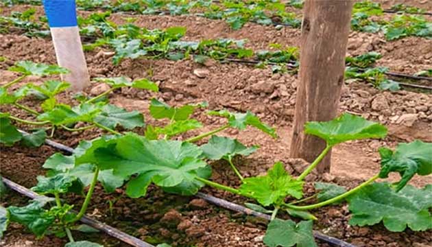 Cucurbitaceae | Mexico