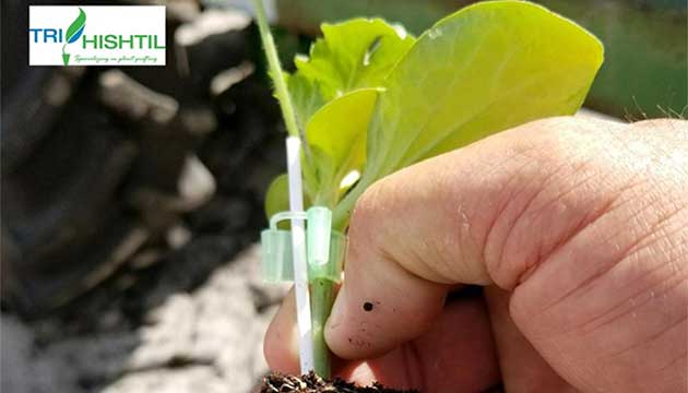Tri-Hishtil | High-Quality Grafted Watermelon Plants