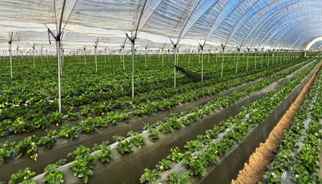 Establish Healthier Crops from the Early Stages