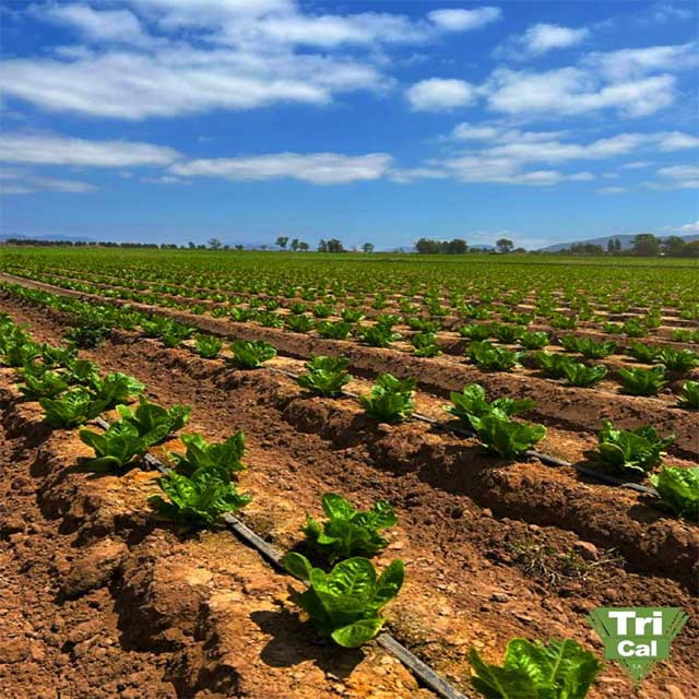 Good soil. Good start. Even rows. 