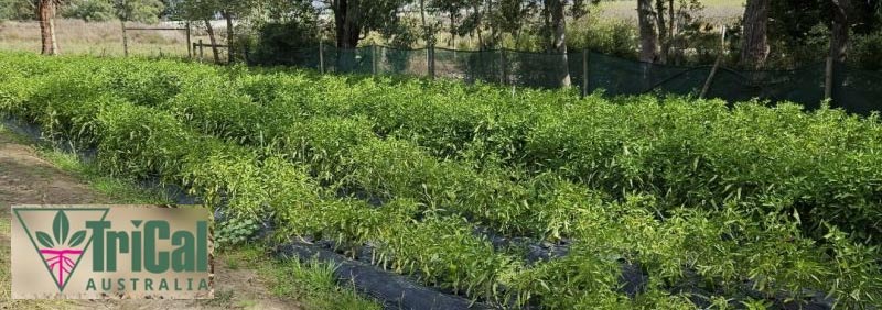 Capsicum Soil Fumigation in Victoria