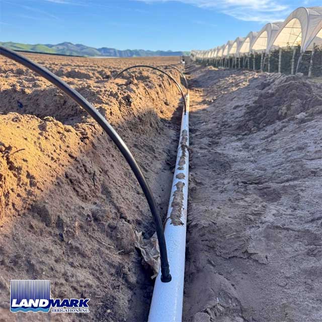 Blackberries | Santa Maria, California