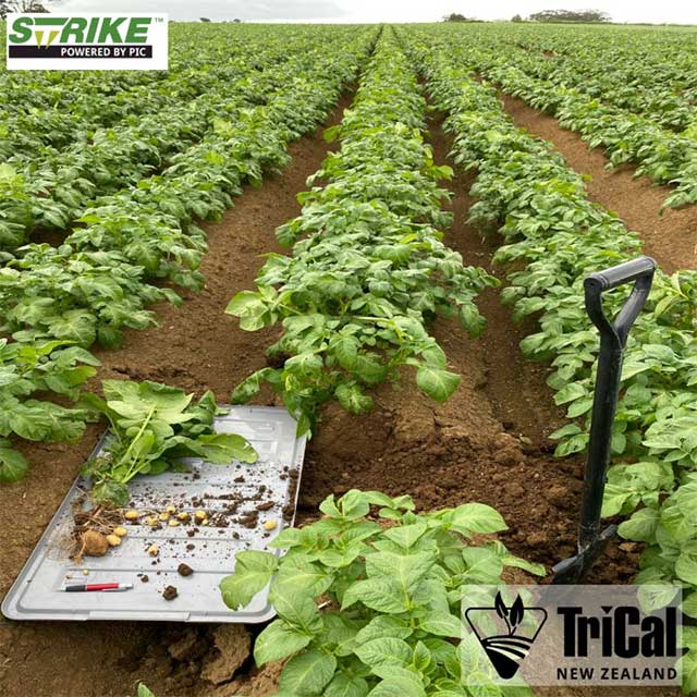 They Know Strike Works, but They Wanted to Know Why. 