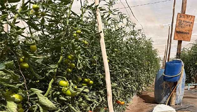 Crops Advance with Solid Foundations