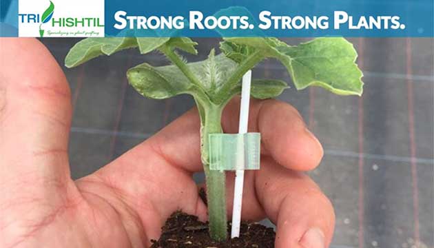 Tri-Hishtil provides Premium Grafted Watermelon Plants