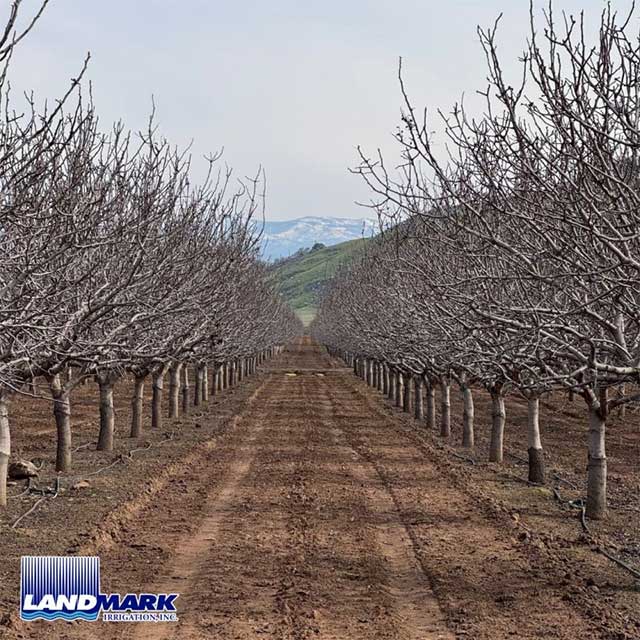Pistachio Orchard Irrigation | Visalia, CA.