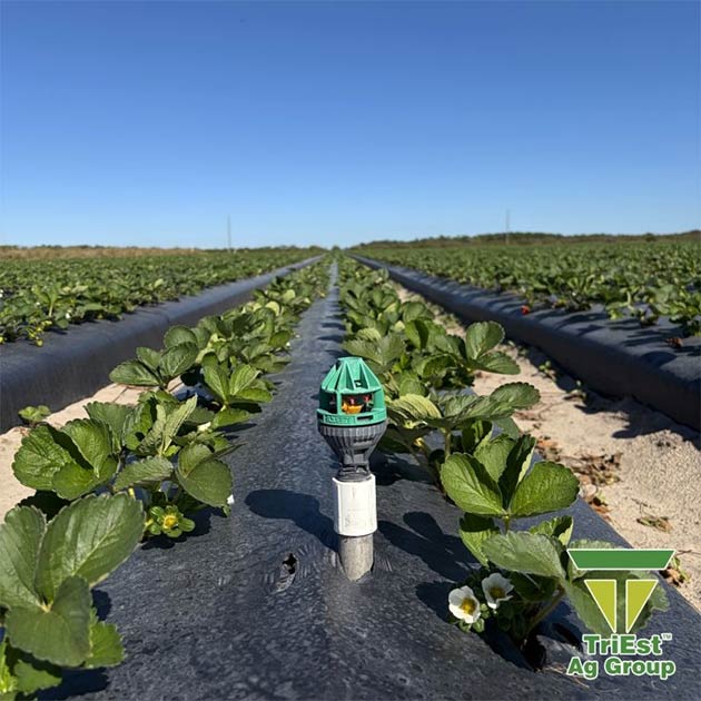 Strawberries | Southeast U.S.A