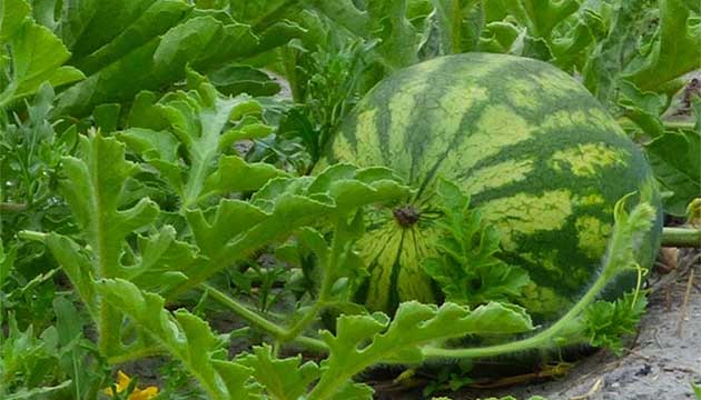 Strong Roots | Strong Watermelons