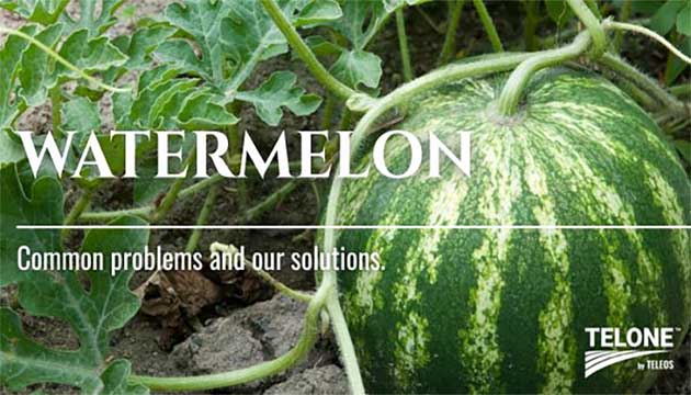 Watermelons | TELONE by Teleos™