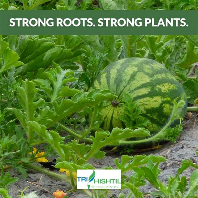 Strong Roots | Strong Watermelons