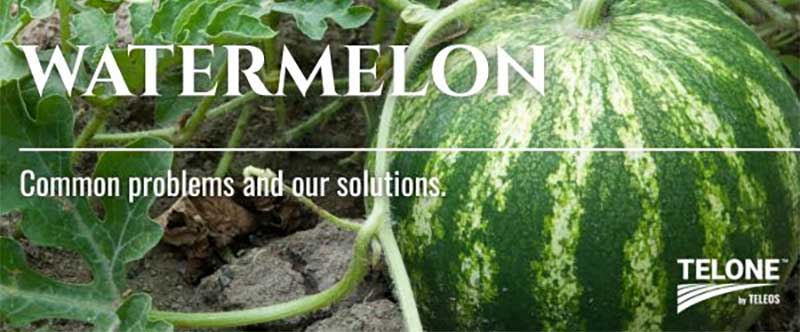 Watermelons | TELONE by Teleos™