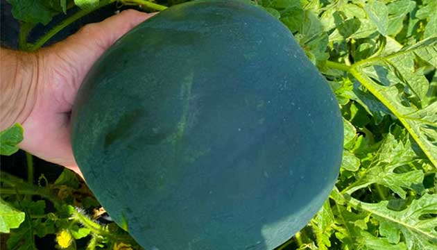 Melons | New Zealand