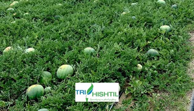 Grafted Watermellons