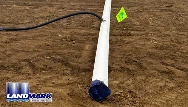 Almonds | Madera, CA