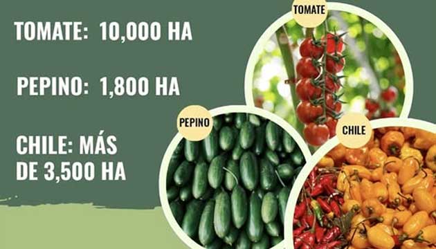 Sinaloa is One of Mexico's Main Agricultural Engines