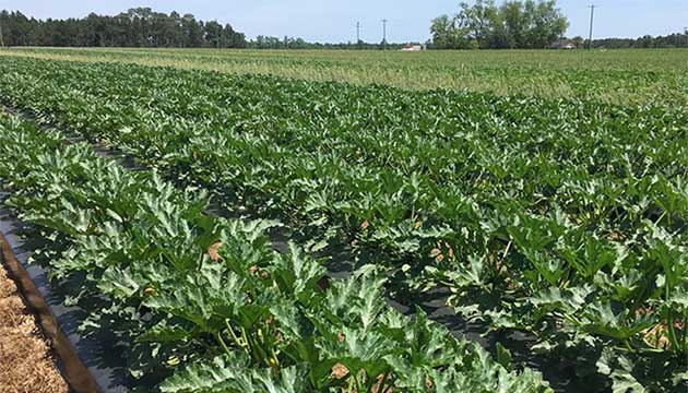 Enhance your Plants' Growth | Focus on Soil Health