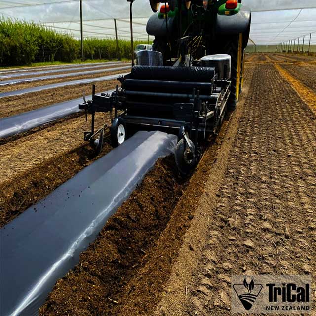 Berries | New Zealand