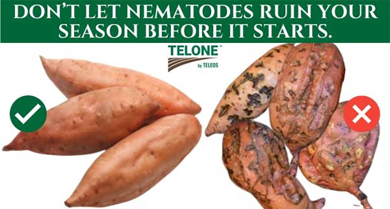 Sweetpotato Growers are Busy Prepping Their Fields