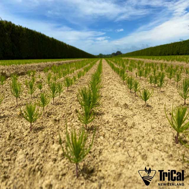 Pine Trees | New Zealand