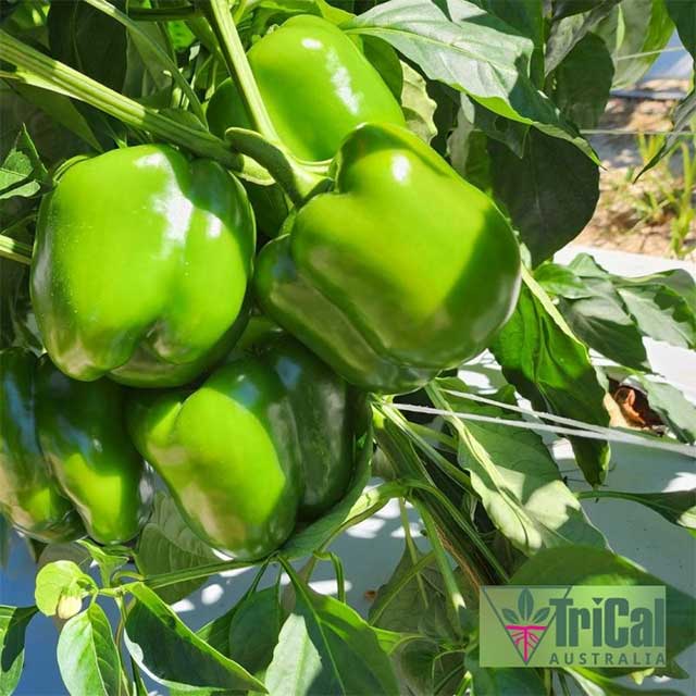 Peppers | Australia