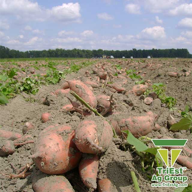 TriEst Ag Group is the Starting Point for Healthy SweetPotatoes