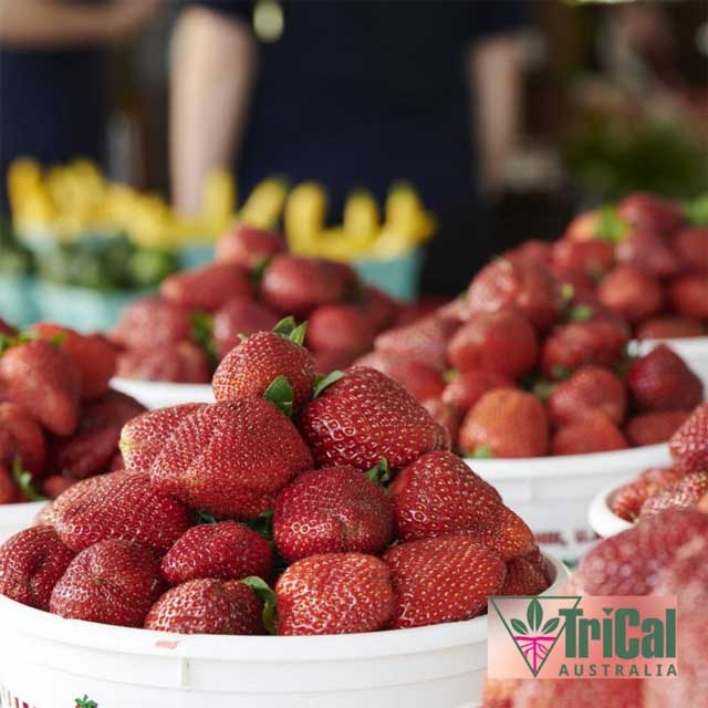Australia Produces Approximately 77,751 Tonnes of Strawberries