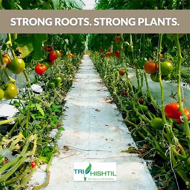 Tri-Hishtil Grafted Tomatoes