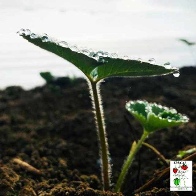 Strawberries | Mexico