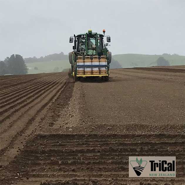 Carrots | Soil Preparation | New Zealand