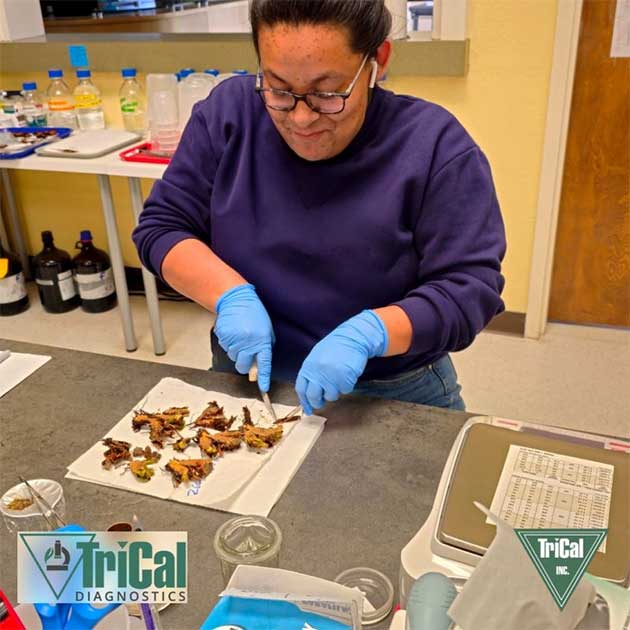 Soil and Plant Testing | TriCal Diagnostics