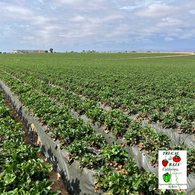 Uniformity in Strawberries | Mexico