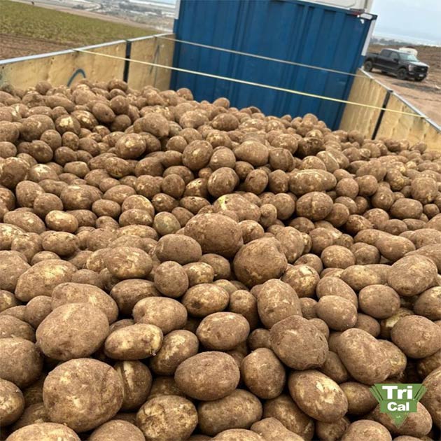 Potatoes | Chile