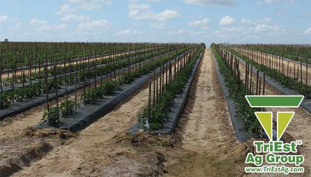 Managing Soil Health is Key to Strong, Productive Crops.