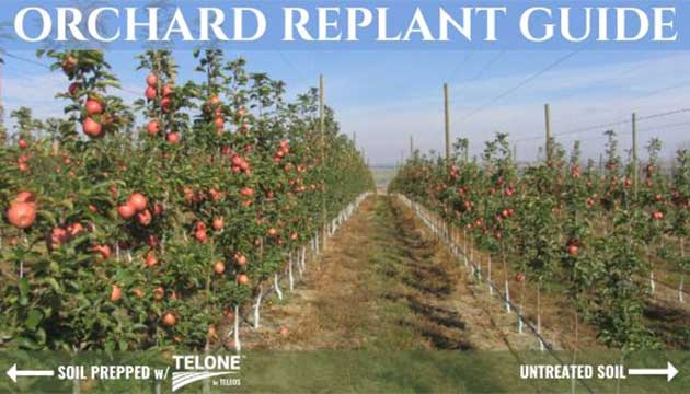Orchard Replant Guide